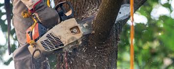 Best Organic Lawn Care Solutions  in El Valle De Arroyo Seco, NM