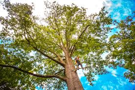 Best Arborist Consultation Services  in El Valle De Arroyo Seco, NM
