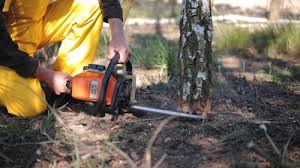 Best Fruit Tree Pruning  in El Valle De Arroyo Seco, NM