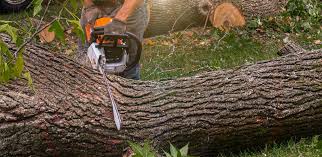 Best Pest Control for Lawns  in El Valle De Arroyo Seco, NM