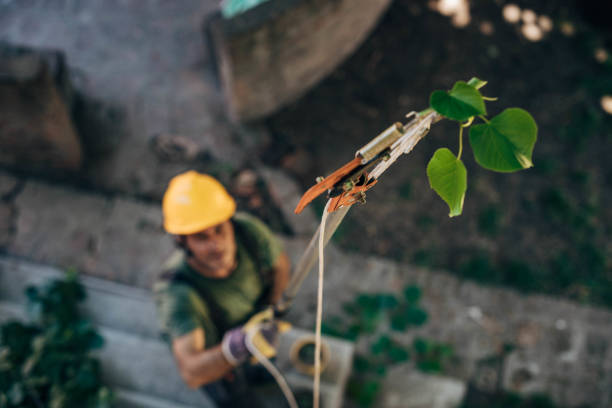 Best Tree Health Inspection  in El Valle De Arroyo Seco, NM
