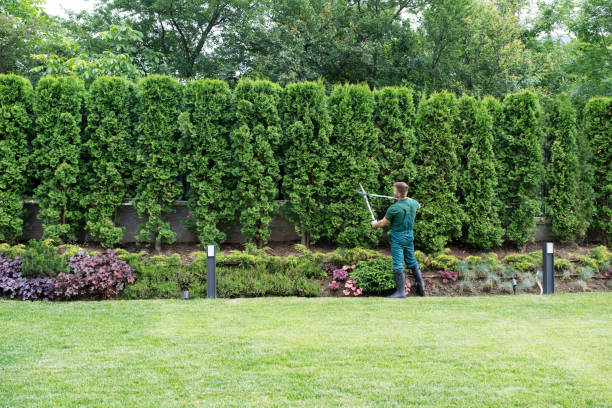 Tree and Shrub Care in El Valle De Arroyo Seco, NM