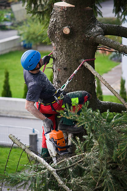 Best Emergency Tree Removal  in El Valle De Arroyo Seco, NM
