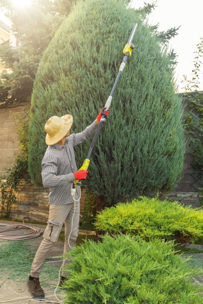 Best Tree Trimming and Pruning  in El Valle De Arroyo Seco, NM